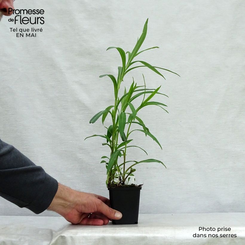 Exemplar von Aster novi-belgii Dauerblau - Glattblatt-Aster Kleine Töpfe von 8/9 cm wie im Frühjahr geliefert