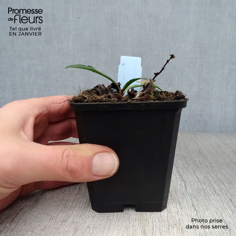 Exemplar von Aster novi-belgii Dauerblau - Glattblatt-Aster Kleine Töpfe von 8/9 cm wie im Winter geliefert