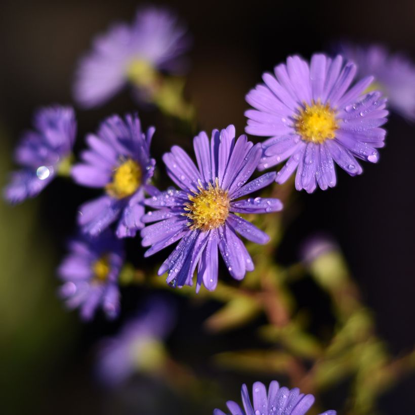 Aster novi-belgii Dauerblau - Glattblatt-Aster (Flowering)