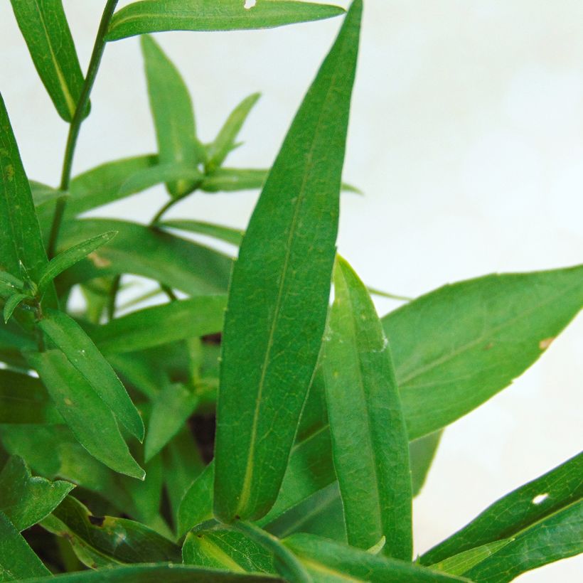 Aster novi-belgii Eventide - Glattblatt-Aster (Foliage)