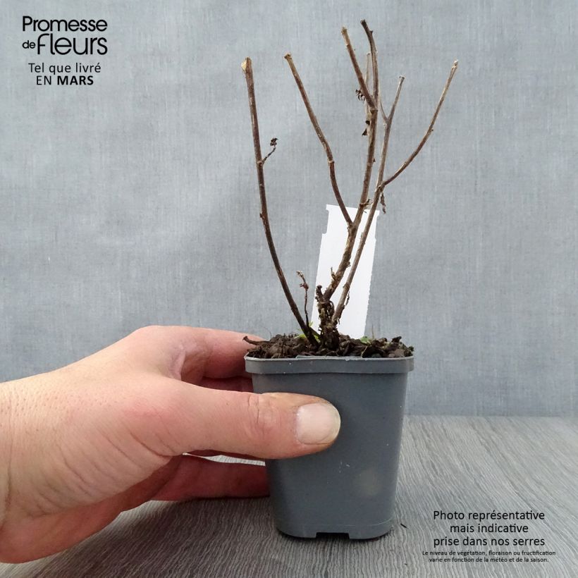 Exemplar von Aster novi-belgii Eventide - Glattblatt-Aster Kleine Töpfe von 7/8 cm wie im Frühjahr geliefert