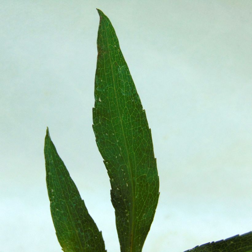 Aster novi-belgii Flamingo - Glattblatt-Aster (Foliage)