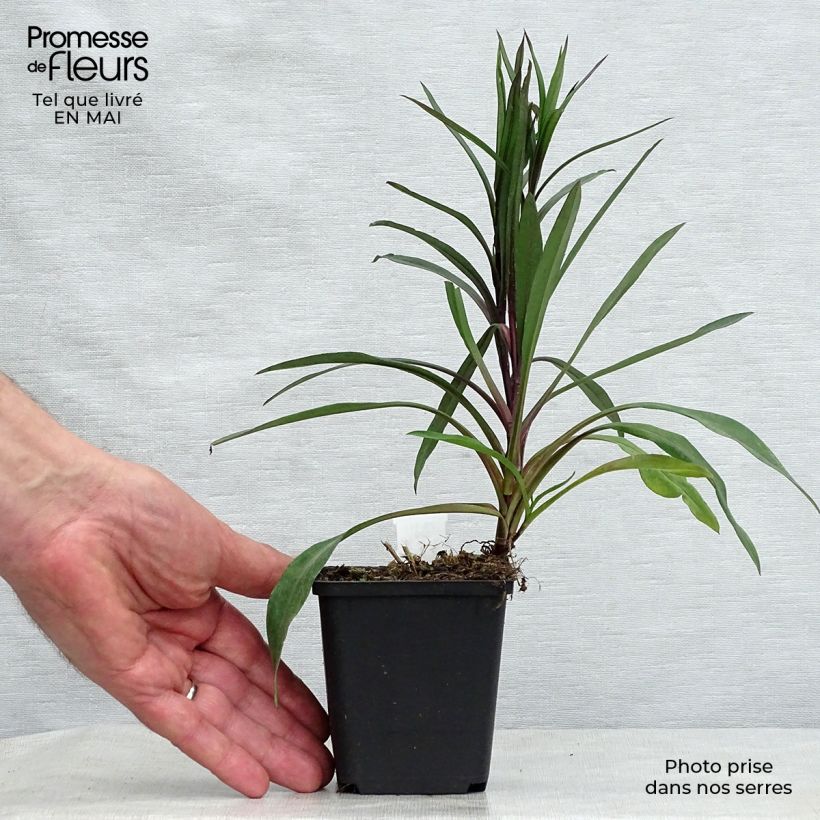 Exemplar von Aster novi-belgii Karmin Kuppel - Glattblatt-Aster Kleine Töpfe von 8/9 cm wie im Frühjahr geliefert