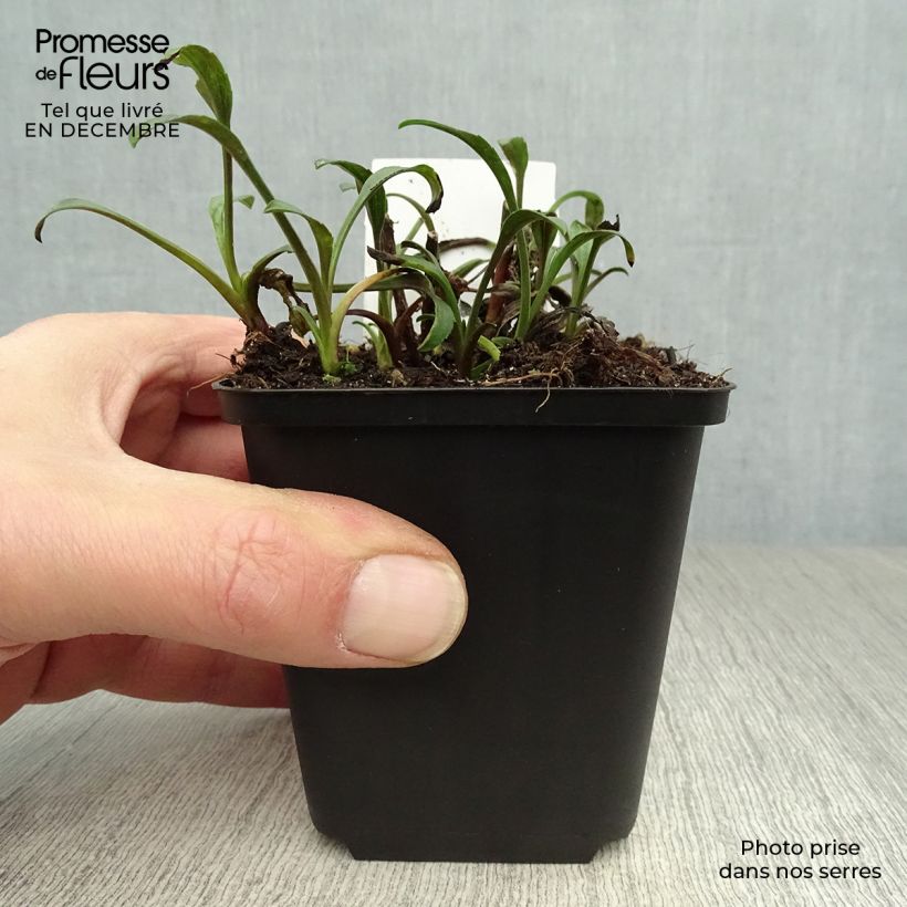 Exemplar von Aster novi-belgii Marie Ballard - Glattblatt-Aster Kleine Töpfe von 8/9 cm wie im Winter geliefert