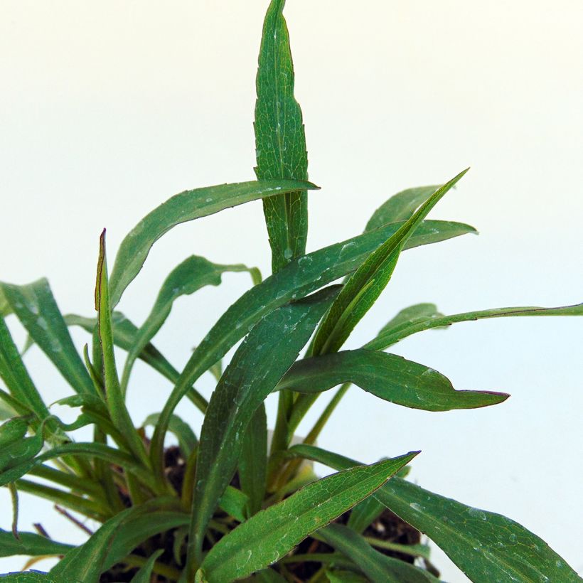 Aster novi-belgii Marie Ballard - Glattblatt-Aster (Foliage)