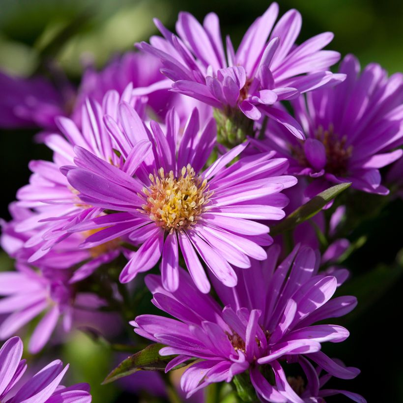 Aster novi-belgii Patricia Ballard - Glattblatt-Aster (Flowering)