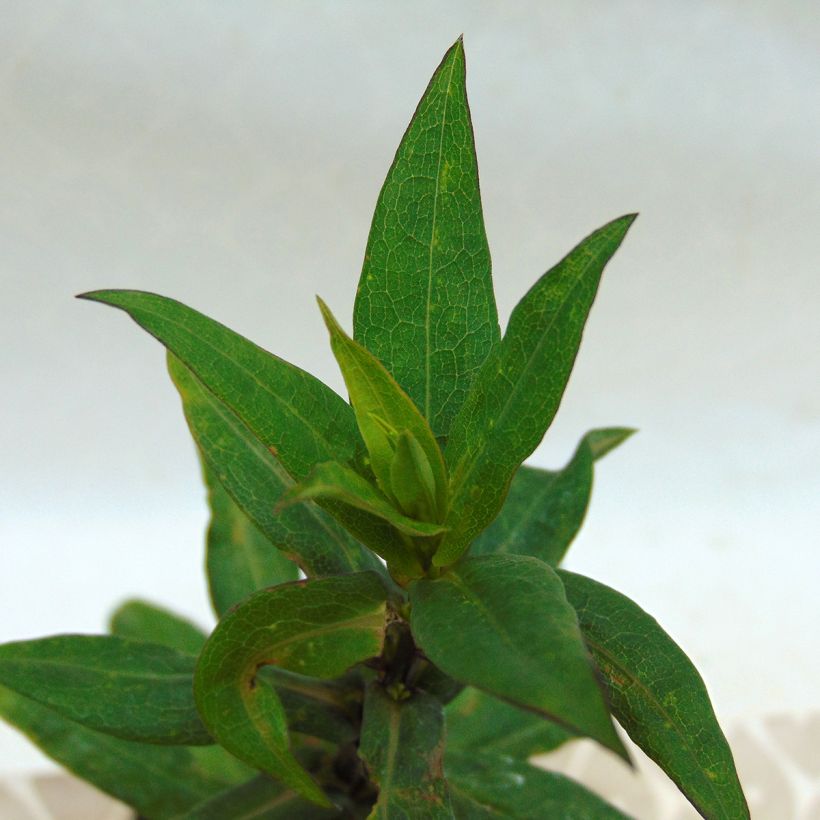 Aster novi-belgii Porzellan - Glattblatt-Aster (Foliage)