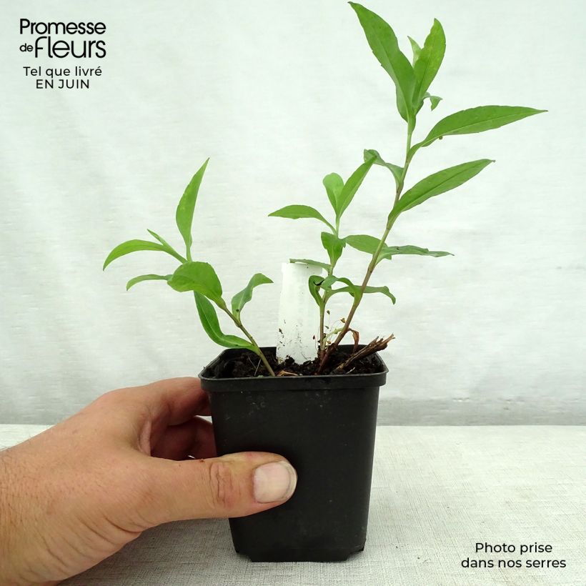 Example of Aster novi-belgii Porzellan - Glattblatt-Aster Kleine Töpfe von 8/9 cm as you get in ete
