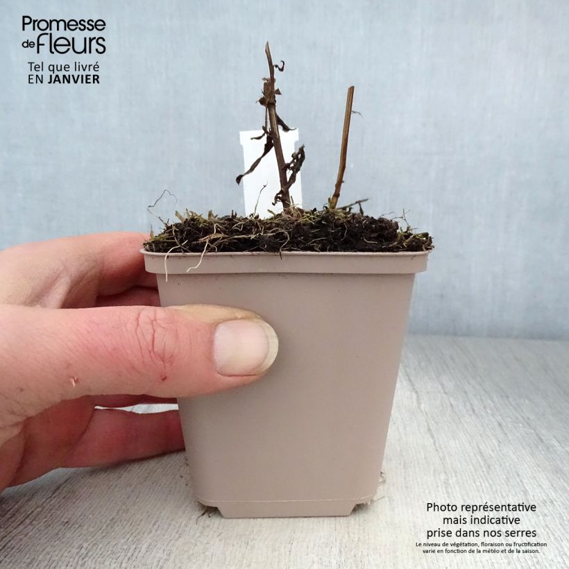 Exemplar von Aster novi-belgii Porzellan - Glattblatt-Aster Kleine Töpfe von 8/9 cm wie im Winter geliefert