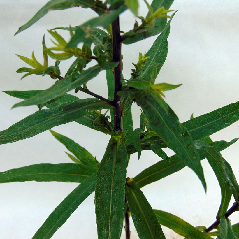 Aster novi-belgii Reitlingstal - Glattblatt-Aster (Foliage)