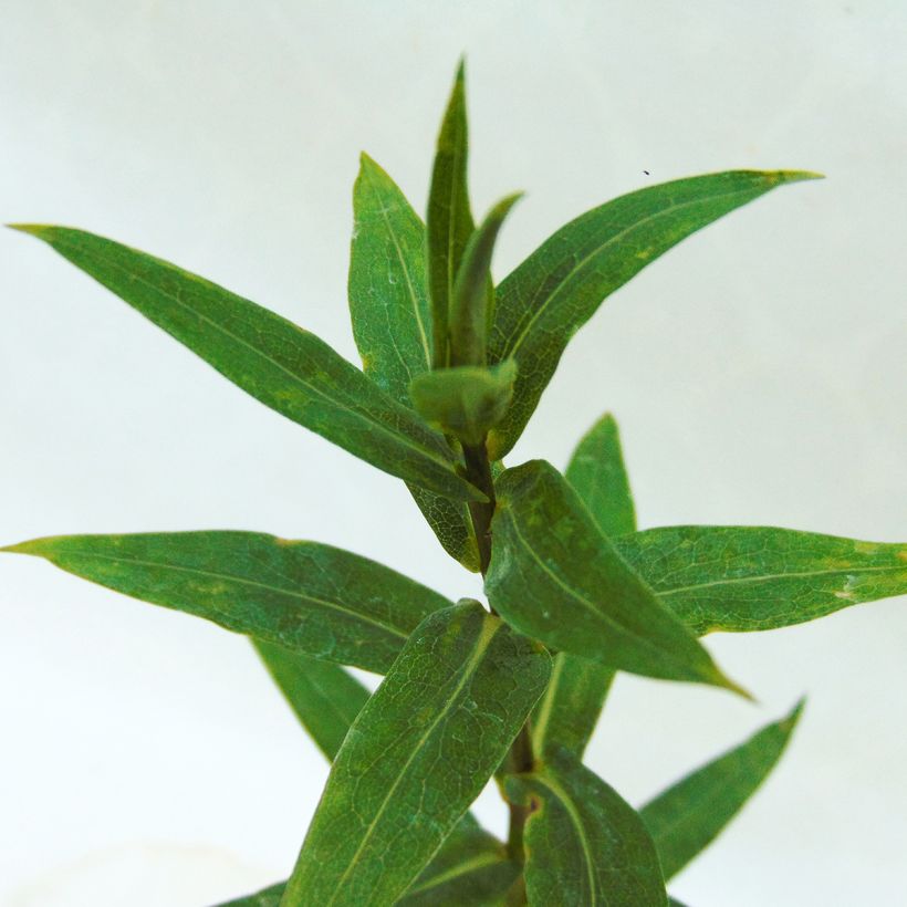 Aster novi-belgii Rosenponpon - Glattblatt-Aster (Foliage)