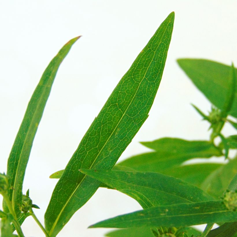 Aster novi-belgii Rosenquarz - Glattblatt-Aster (Foliage)