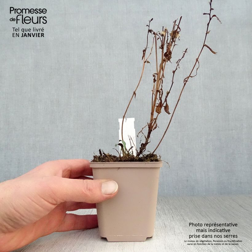 Exemplar von Aster novi-belgii Rosenquarz - Glattblatt-Aster Kleine Töpfe von 8/9 cm wie im Winter geliefert