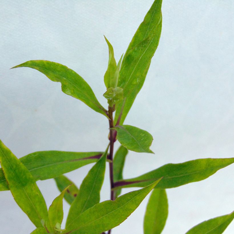Aster novi-belgii Schone von Dietlikon - Glattblatt-Aster (Foliage)