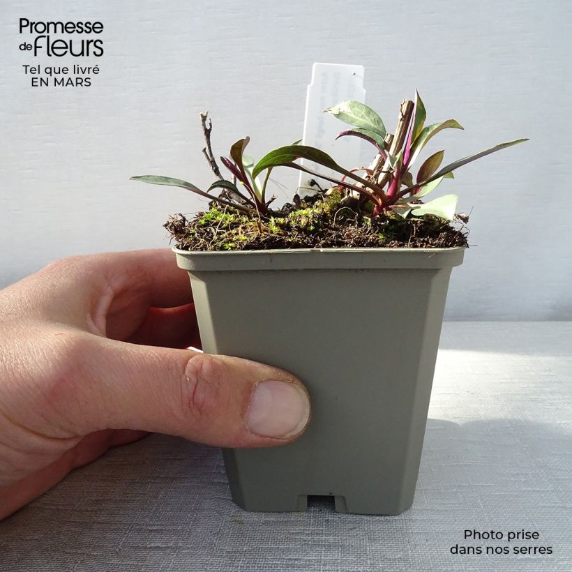 Exemplar von Aster novi-belgii Schone von Dietlikon - Glattblatt-Aster Kleine Töpfe von 8/9 cm wie im Frühjahr geliefert