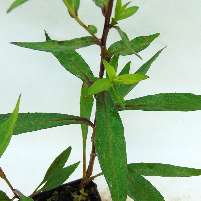 Aster novi-belgii Weisses Wunder - Glattblatt-Aster (Foliage)