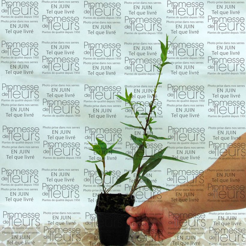 Example of Aster novi-belgii Weisses Wunder - Glattblatt-Aster Kleine Töpfe von 8/9 cm as you get