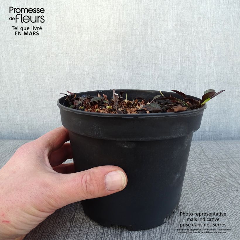 Exemplar von Aster novi-belgii White Lady - Glattblatt-Aster Topf mit 2L/3L wie im Winter geliefert