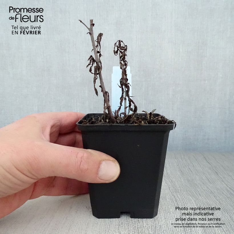 Exemplar von Aster novi-belgii Winston S. Churchill - Glattblatt-Aster Kleine Töpfe von 8/9 cm wie im Winter geliefert