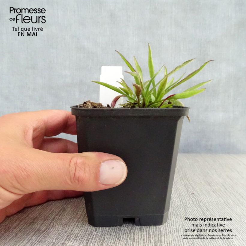 Exemplar von Aster novi-belgii Winston S. Churchill - Glattblatt-Aster Kleine Töpfe von 8/9 cm wie im Frühjahr geliefert