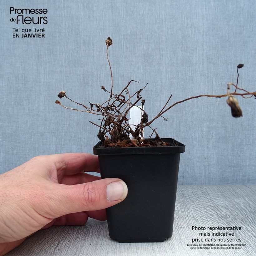 Exemplar von Aster oblongifolium October Skies Kleine Töpfe von 8/9 cm wie im Winter geliefert