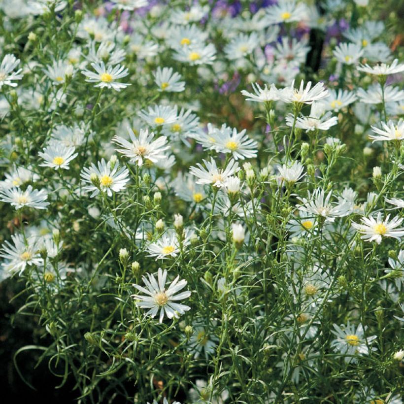 Aster ericoides pringlei Monte Cassino - Myrten Aster (Plant habit)