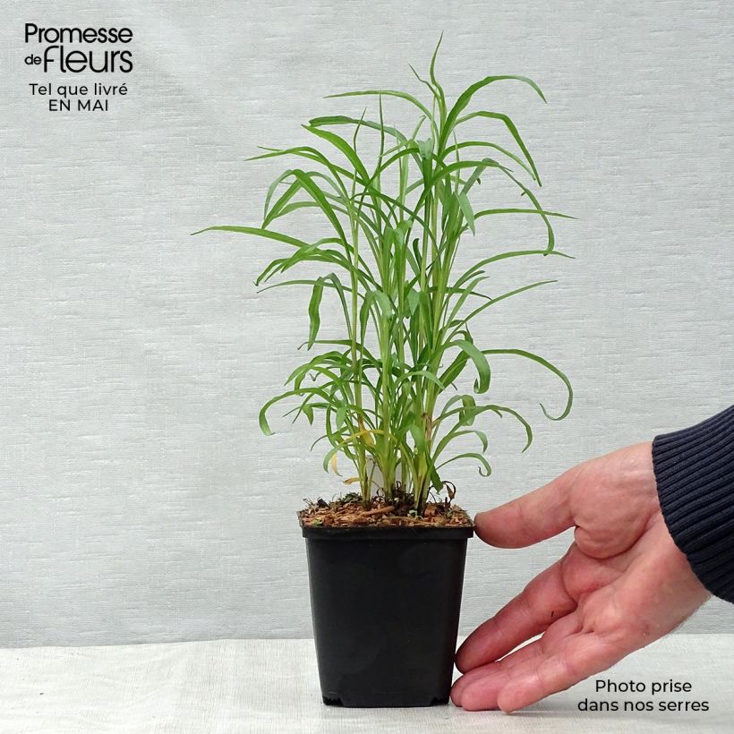 Exemplar von Aster ericoides pringlei Monte Cassino - Myrten Aster Kleine Töpfe von 8/9 cm wie im Frühjahr geliefert