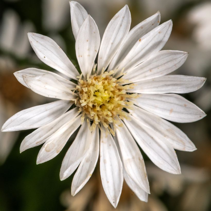 Aster ptarmicoïdes (Flowering)