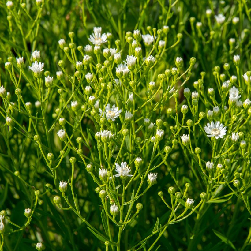 Aster ptarmicoïdes (Plant habit)