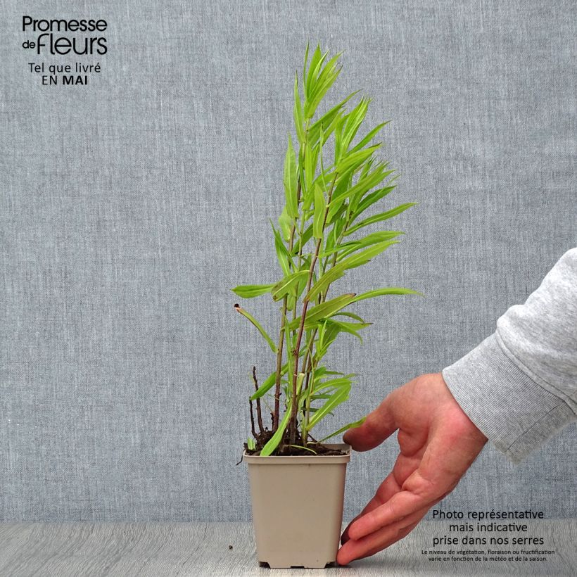Example of Aster puniceus Kleine Töpfe von 8/9 cm as you get in printemps