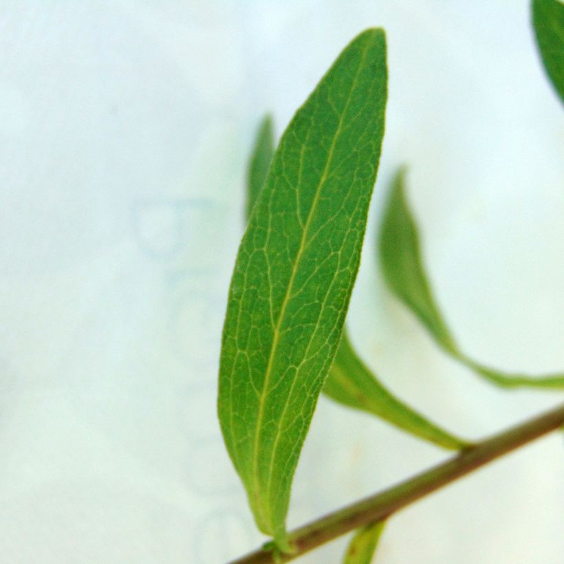 Aster pyrenaeus Lutetia - Pyrenäen-Aster (Foliage)