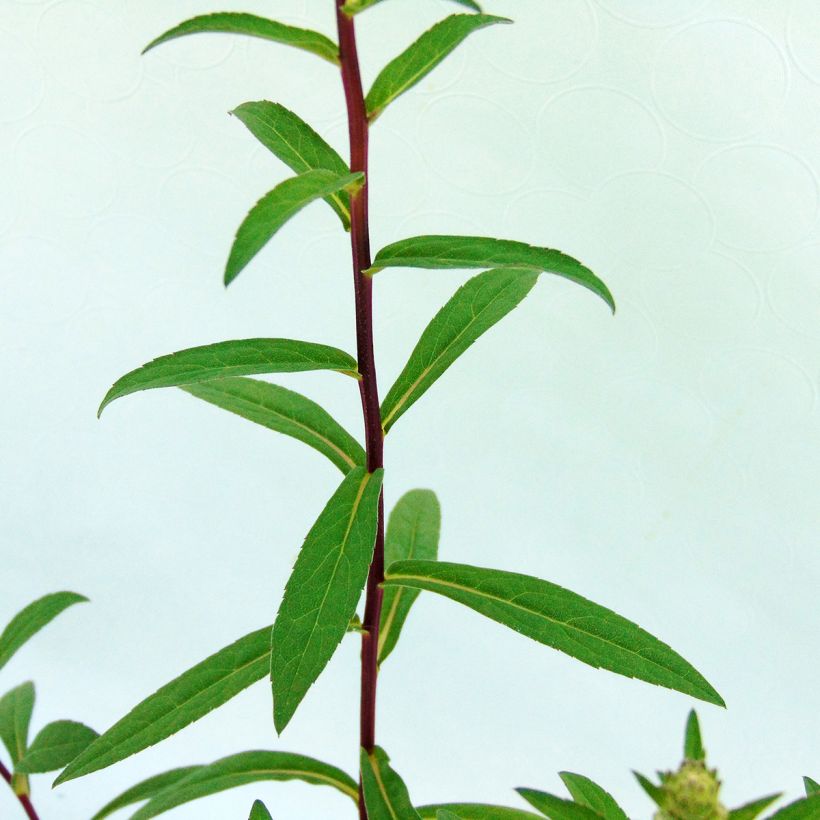 Aster radula - Raspel-Aster (Foliage)