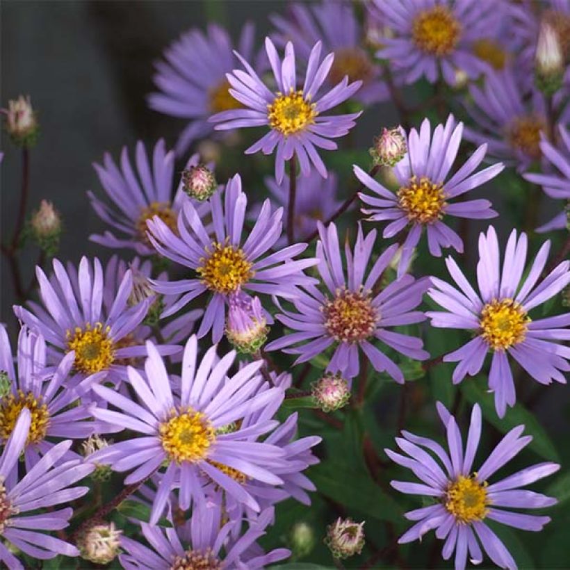 Aster radula - Raspel-Aster (Flowering)