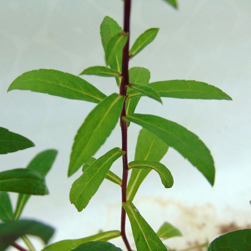 Aster radula August Sky - Raspel-Aster (Foliage)