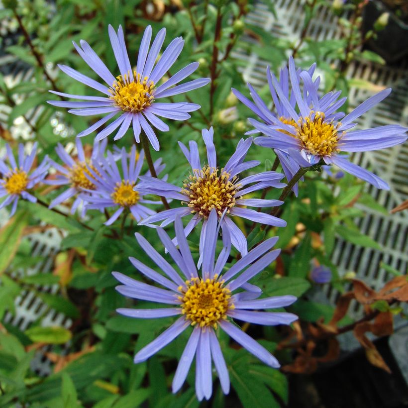 Aster radula August Sky - Raspel-Aster (Flowering)
