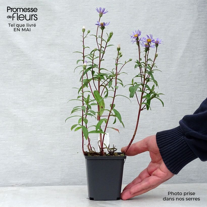 Exemplar von Aster radula August Sky - Raspel-Aster Kleine Töpfe von 8/9 cm wie im Frühjahr geliefert