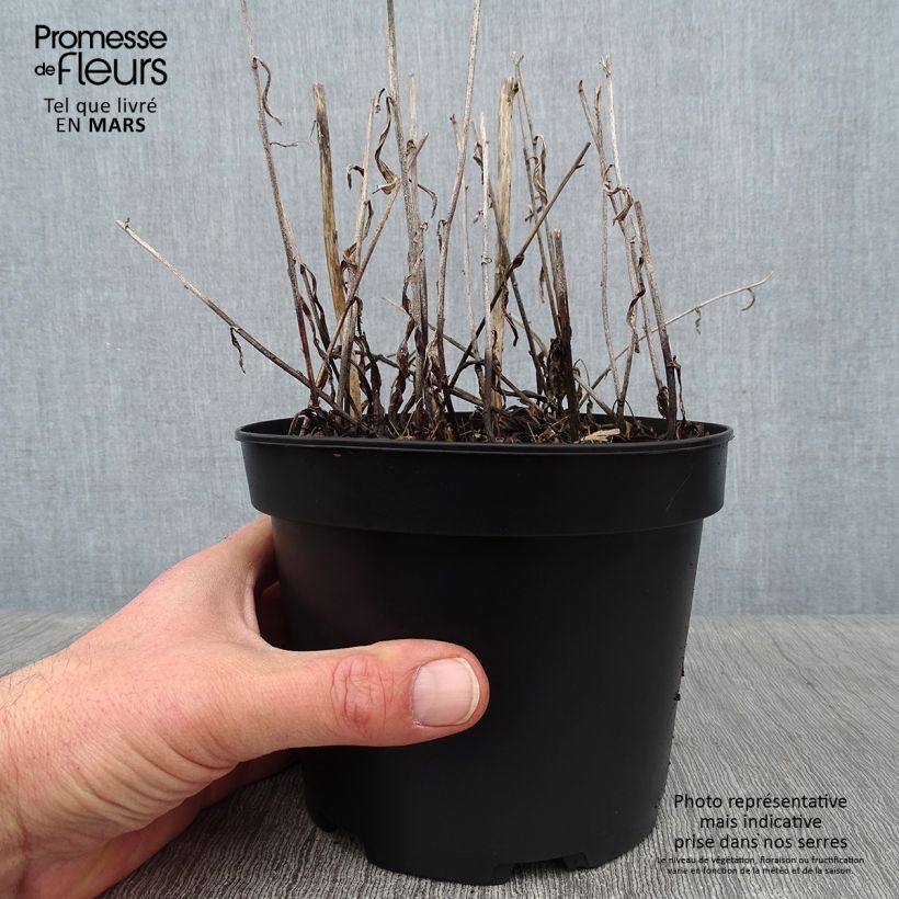 Example of Aster rugulosus Asrugo Topf mit 2L/3L as you get in hiver
