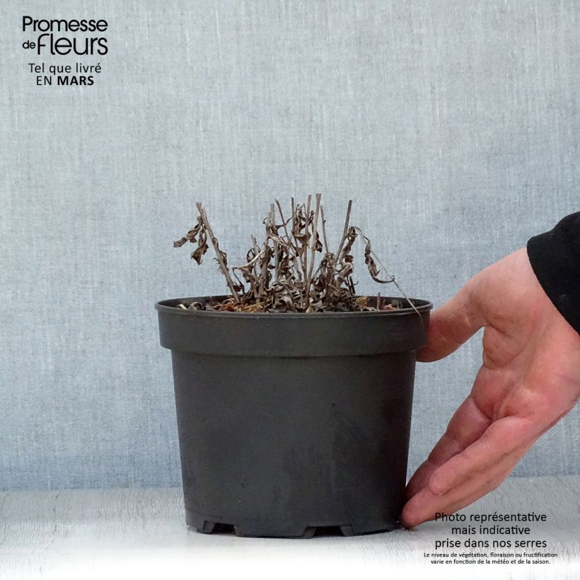 Exemplar von Aster rugulosus Asrugo Topf mit 2L/3L wie im Frühjahr geliefert