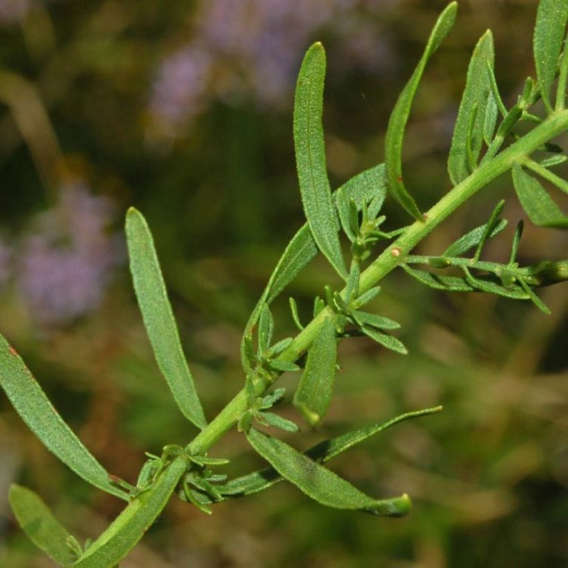 Aster sedifolius - Ödland-Aster (Foliage)