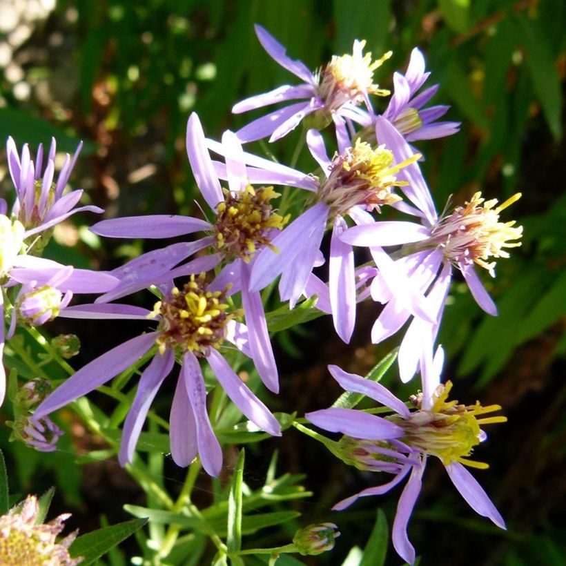 Aster sedifolius - Ödland-Aster (Flowering)