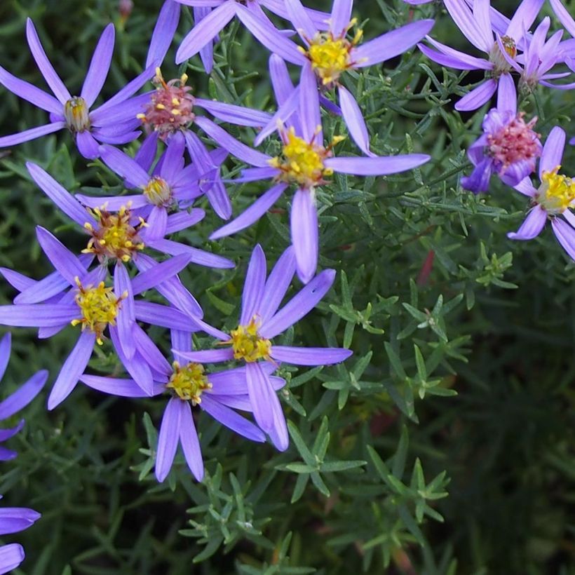 Aster sedifolius Nanus - Ödland-Aster (Foliage)