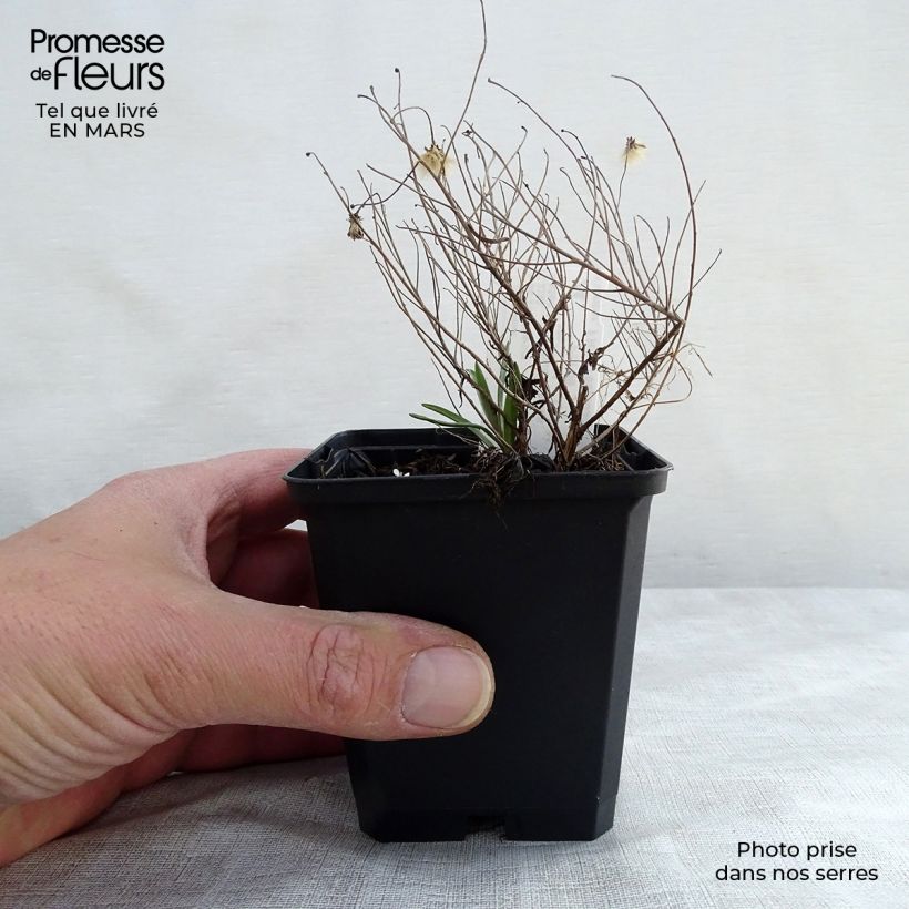 Exemplar von Aster sedifolius Nanus - Ödland-Aster Kleine Töpfe von 8/9 cm wie im Winter geliefert