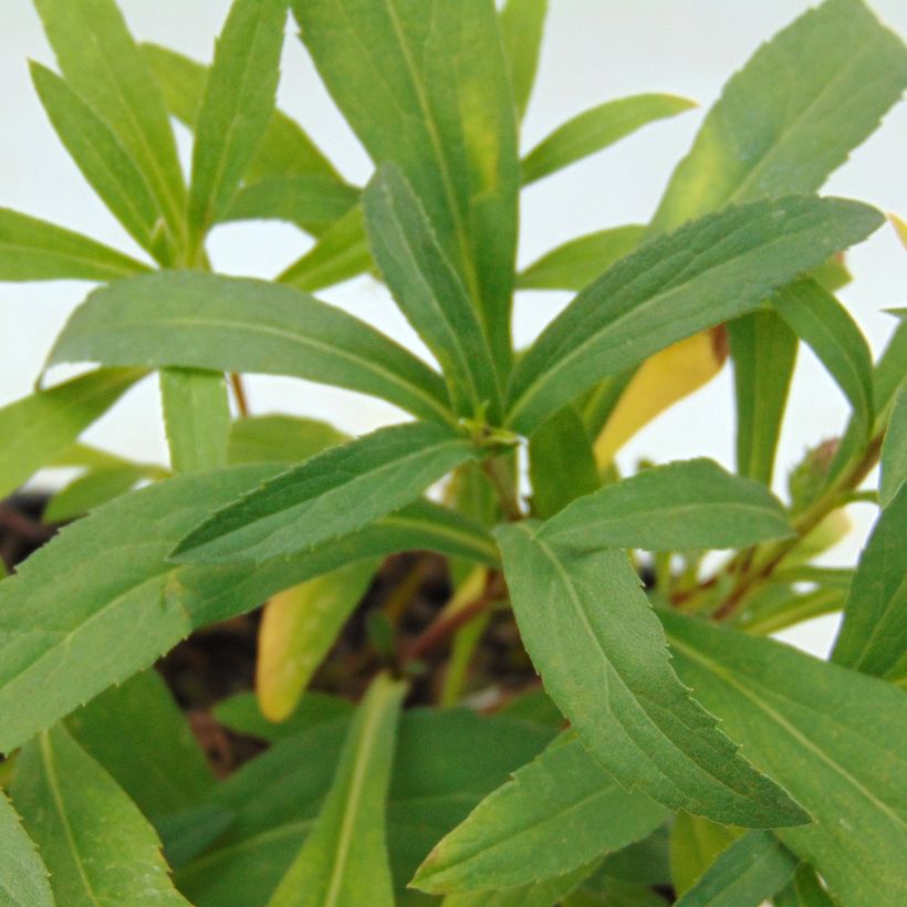 Aster sibiricus - Arktische Aster (Foliage)