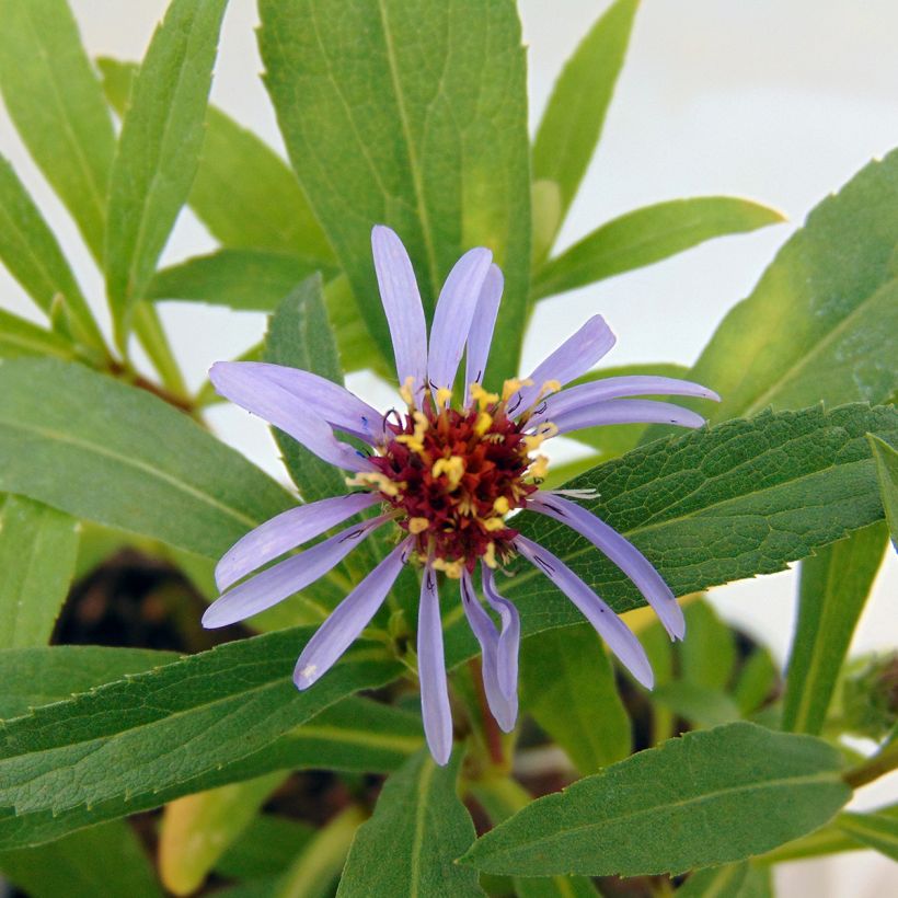 Aster sibiricus - Arktische Aster (Flowering)