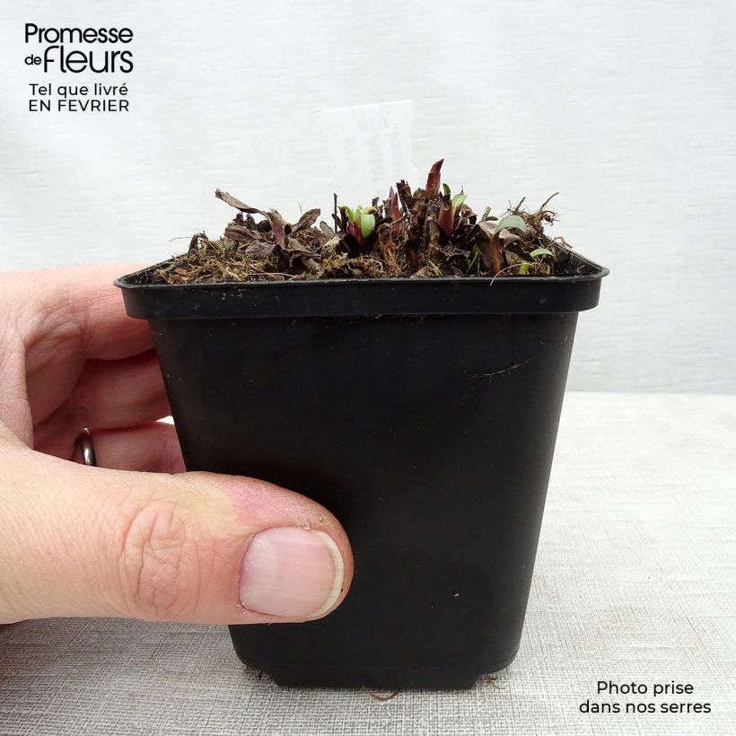 Exemplar von Aster sibiricus - Arktische Aster Kleine Töpfe von 8/9 cm wie im Winter geliefert