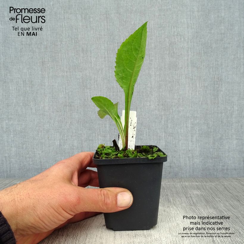 Exemplar von Aster tataricus Jindai Kleine Töpfe von 8/9 cm wie im Frühjahr geliefert