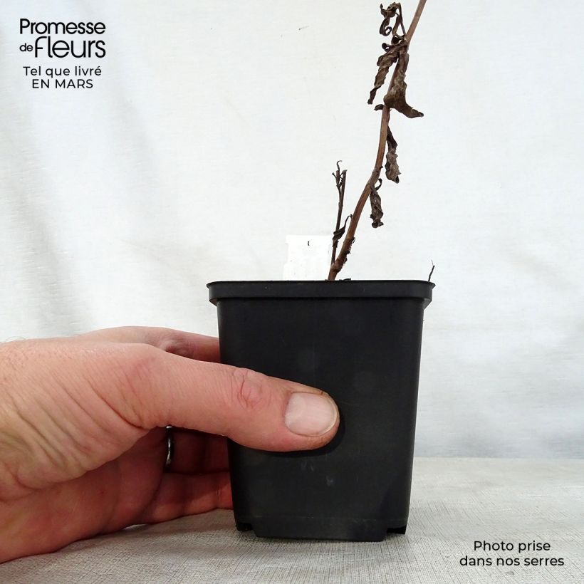 Exemplar von Aster thomsonii Nanus Kleine Töpfe von 8/9 cm wie im Frühjahr geliefert