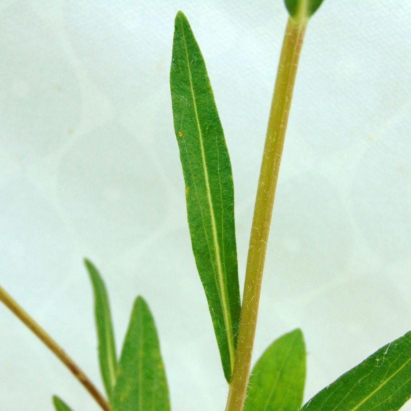 Aster tongolensis Berggarten - Frühlings-Aster (Foliage)