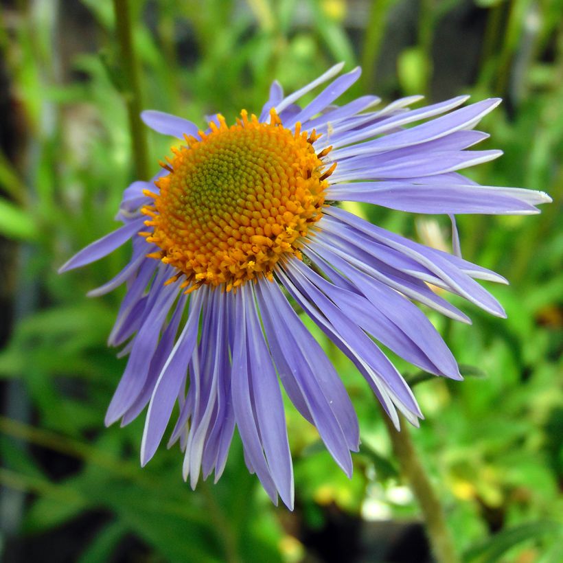 Aster tongolensis Berggarten - Frühlings-Aster (Flowering)