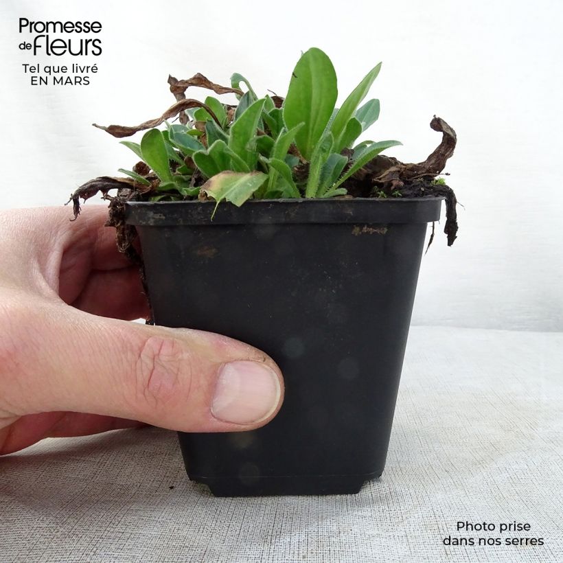 Exemplar von Aster tongolensis Wartburgstern - Frühlings-Aster Kleine Töpfe von 8/9 cm wie im Frühjahr geliefert